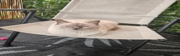 Ragdoll cats for sale: Ragdoll kittens in Dudley - Advert 8