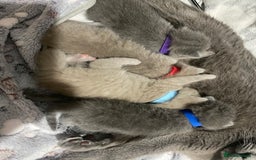 British Shorthair cats for sale: Adorable British shorthair kittens  - Image 9