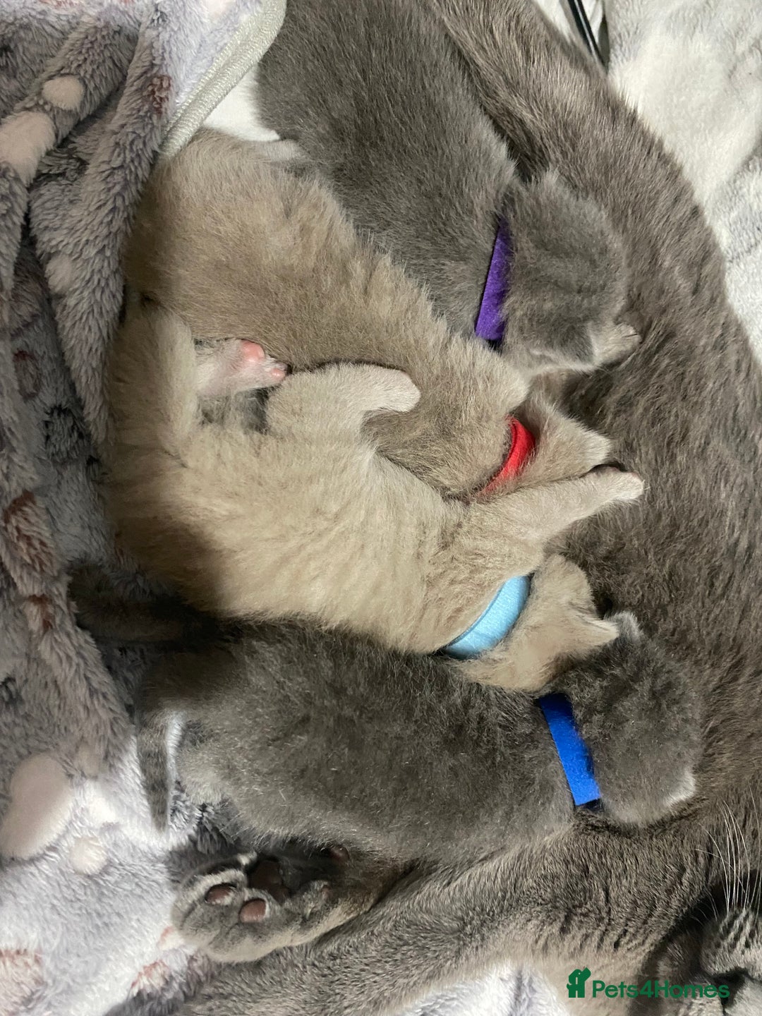 British Shorthair cats for sale: Adorable British shorthair kittens  - Image 9