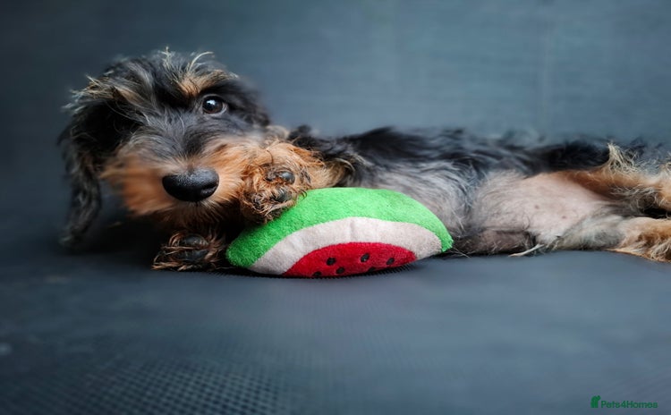 Miniature Dachshund dogs - Advert 4