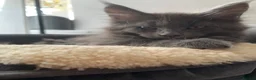 Maine Coon cats for sale: Beautiful Maincoons from registered parents - Advert 9