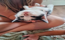 Mixed Breed cats for sale: Kittens - Image 9