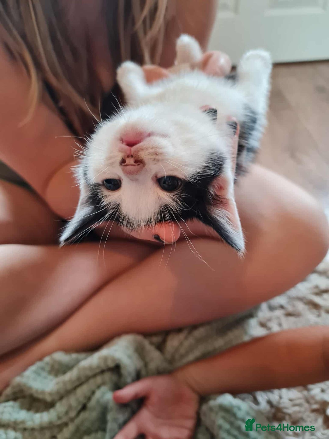 Mixed Breed cats for sale: Kittens - Image 9