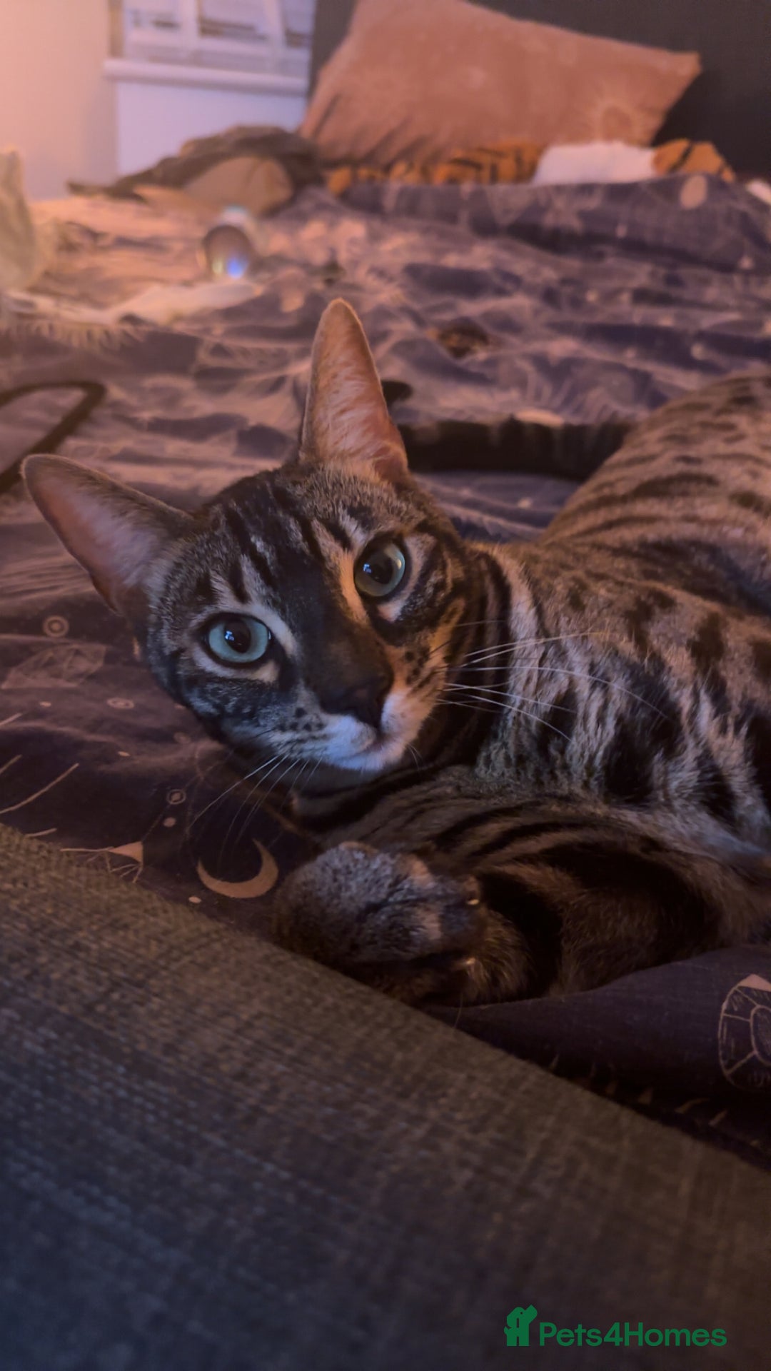 Bengal cats for sale: Merlin, 2 Years, Bengal, neutered - Rehoming - Image 7