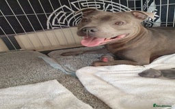 Staffordshire Bull Terrier dogs for sale: blue staffys - Image 7