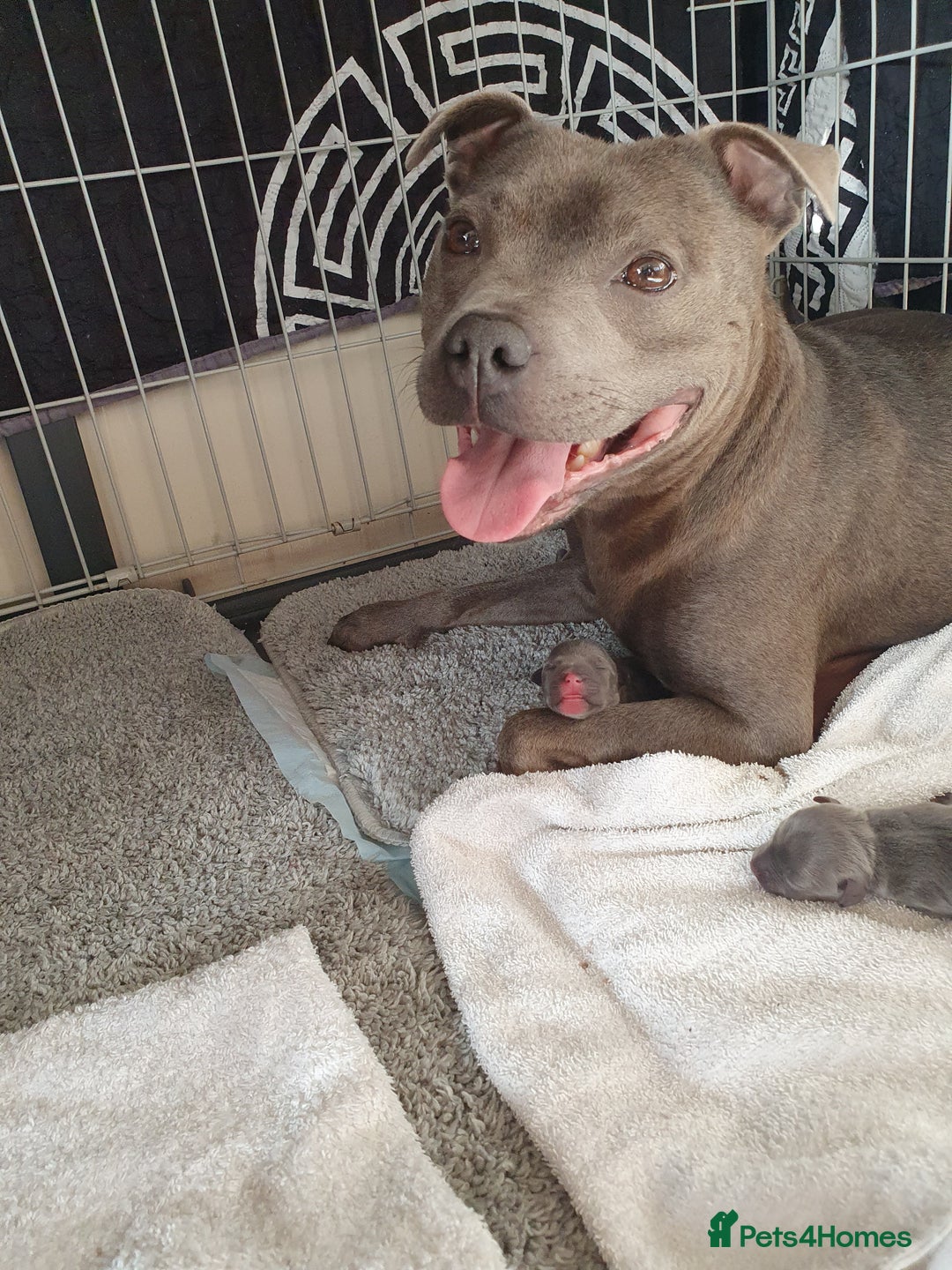 Staffordshire Bull Terrier dogs for sale: blue staffys - Image 7