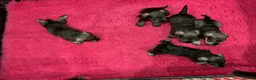Miniature Schnauzer dogs for sale: P/S MINIATURE SCHNAUZERS - Advert 3