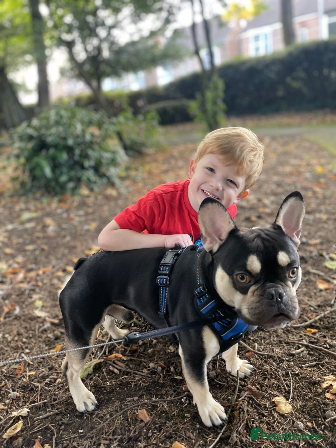 French Bulldog dogs for stud: Theo - Frenchie 4yr Old Boy Needing New Home - Advert 6