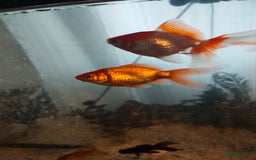 Goldfish fish for sale: Various kinds of Goldfish - Advert 4