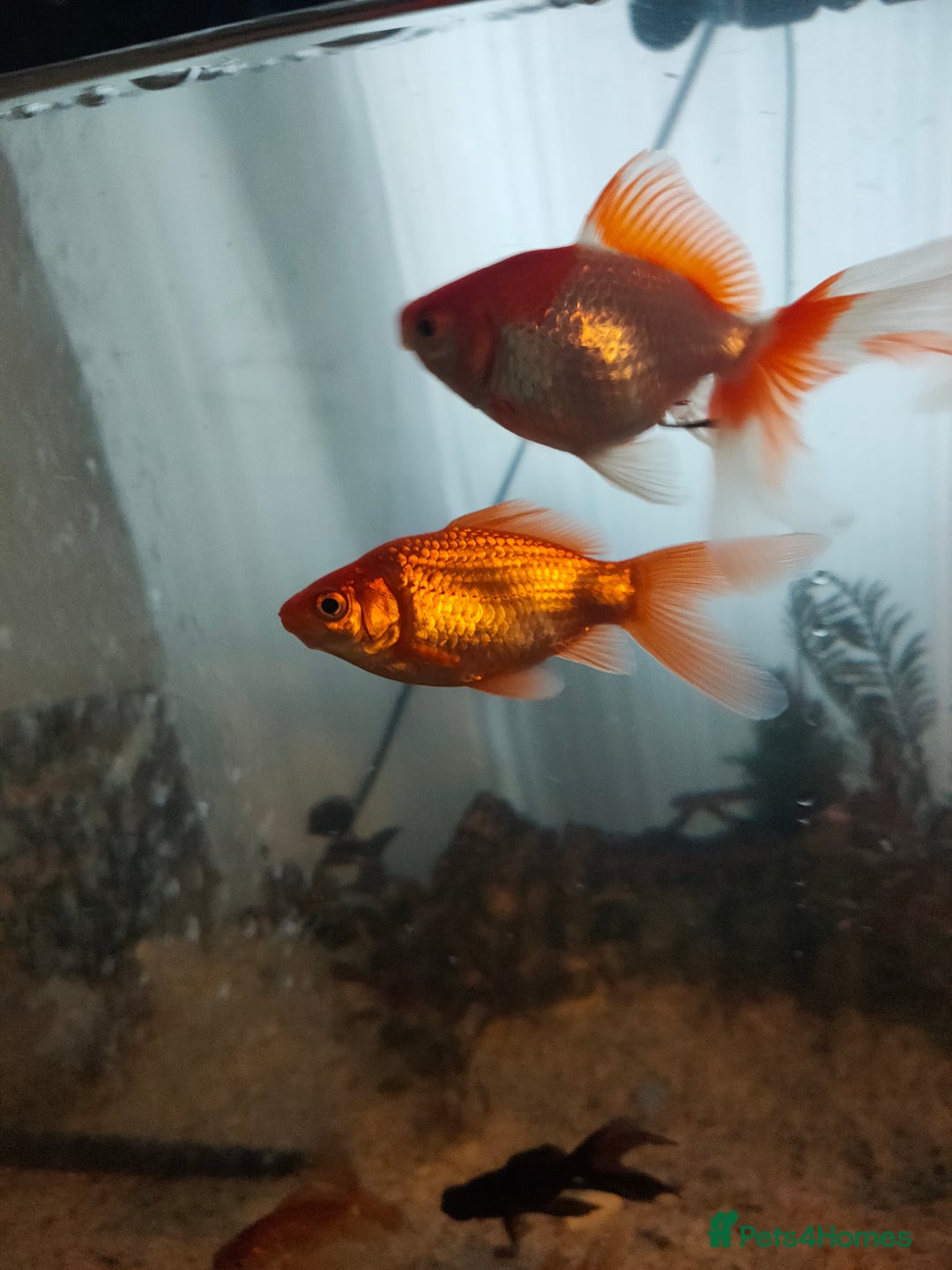 Goldfish fish for sale: Various kinds of Goldfish - Advert 4