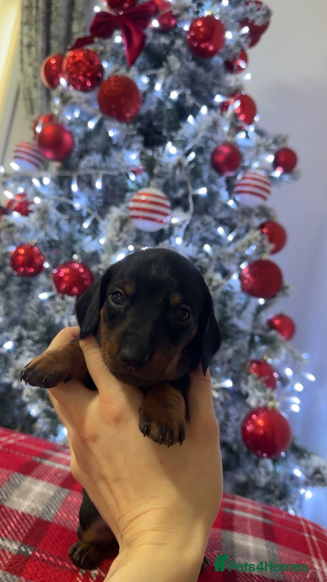Dachshund dogs for sale: Dachshund puppies (2 LEFT) - Advert 3
