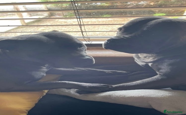 Staffordshire Bull Terrier dogs - Advert 3
