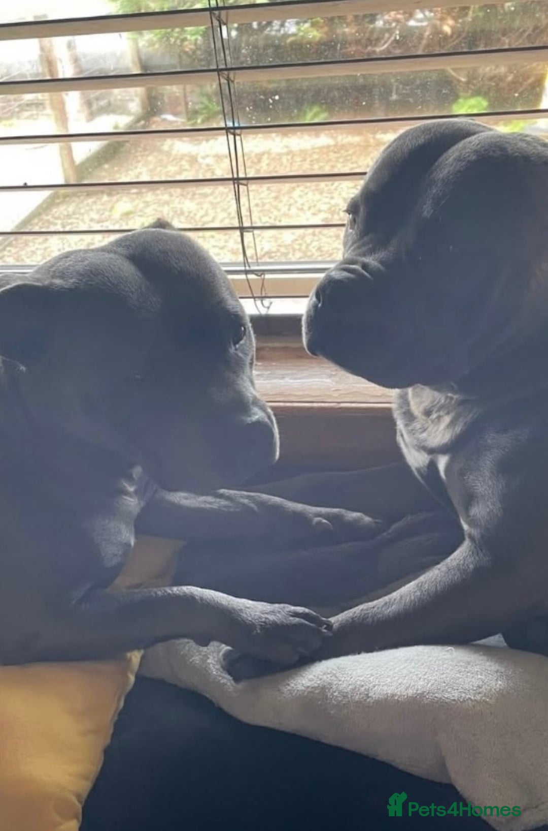 Staffordshire Bull Terrier dogs for sale: Blue Staffordshire Bull Terrier puppies - Image 1