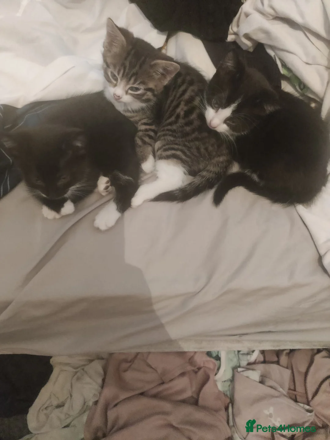 Bombay cats for sale: Bombay Cross! - Advert 2