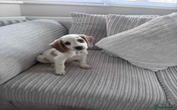 Cocker Spaniel dogs for sale: Marley cocker spaniel - Image 1