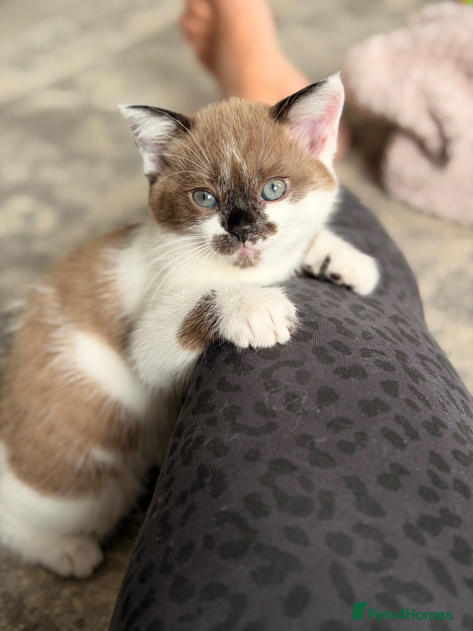 Ragdoll cats female Ragdoll, ready to go June 26th June - Advert 13