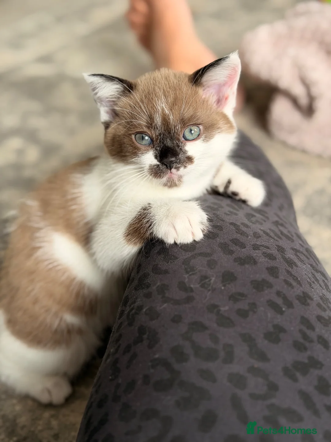 Ragdoll cats for sale: female Ragdoll, ready to go June 26th June - Advert 1