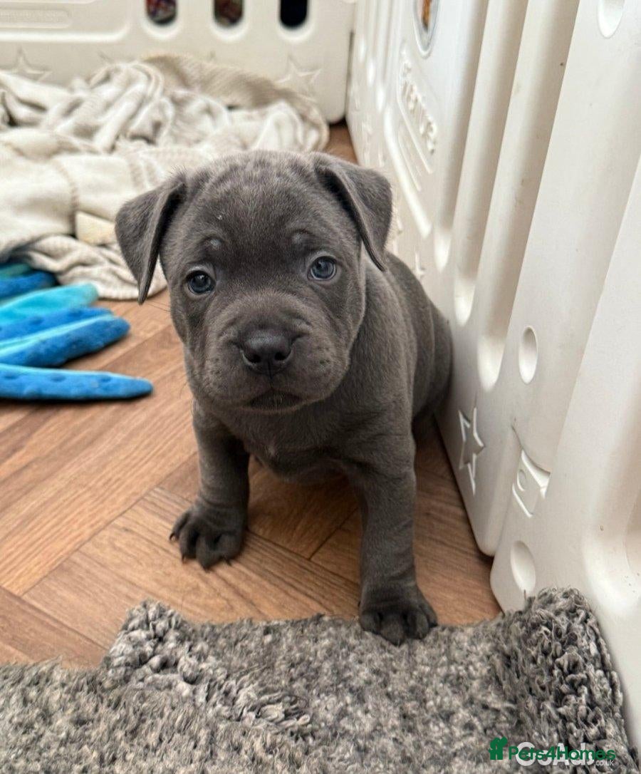 Staffordshire Bull Terrier dogs Staffordshire Bull Terrier puppies for sale - Advert 13