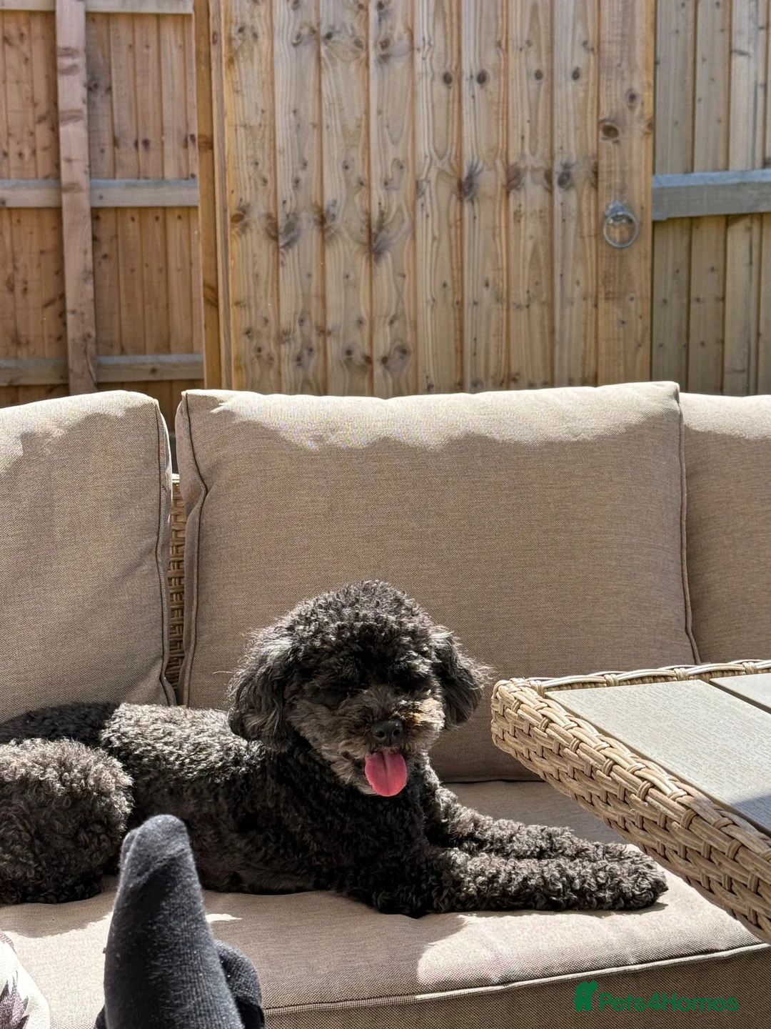 Cavapoo dogs for sale: Rosie - Advert 5