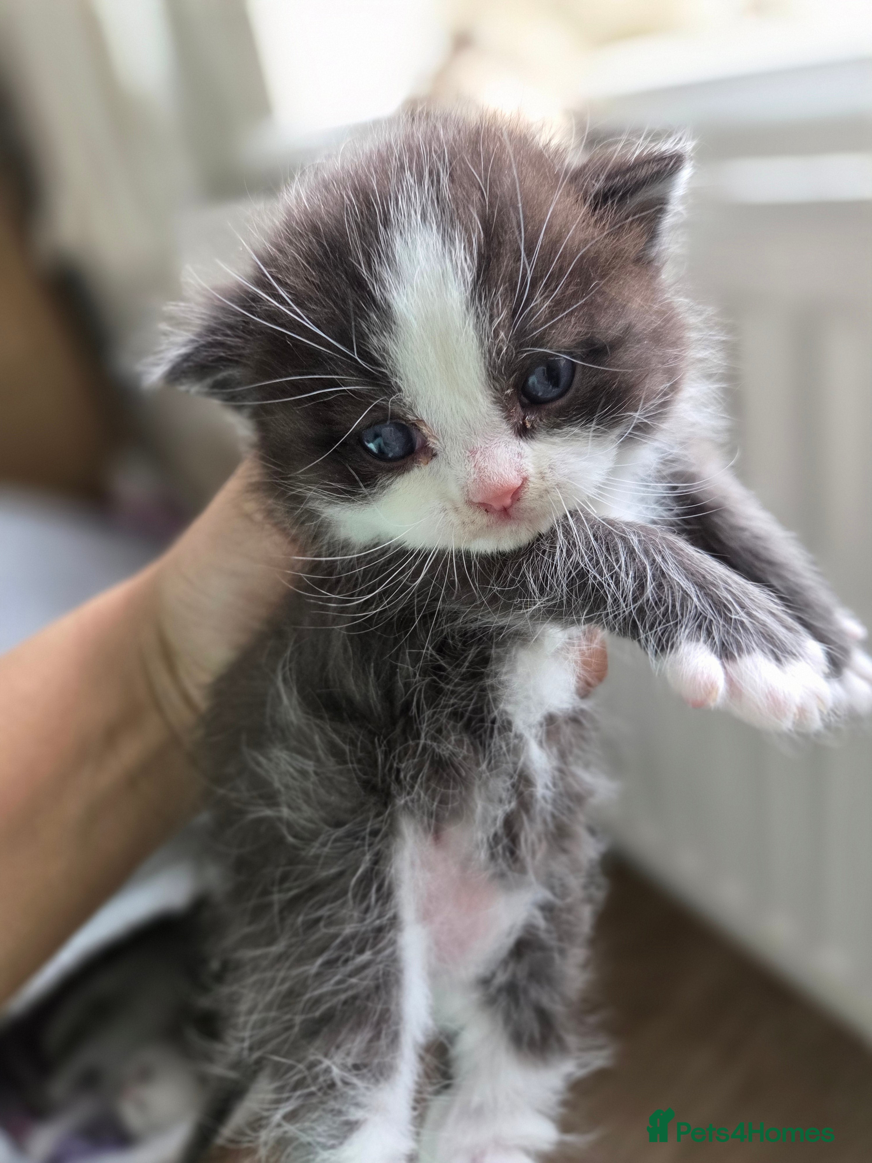 Mixed Breed cats Ragdoll x Siberian/Persian kittens  - Advert 15