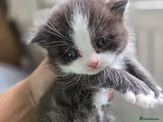 Mixed Breed cats Ragdoll x Siberian/Persian kittens - Advert 8