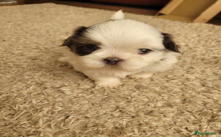 Shih Tzu dogs - Advert 2