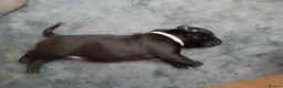 Staffordshire Bull Terrier dogs for sale: staffy puppies  - Advert 10