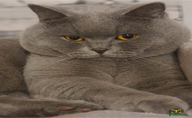 British Shorthair cats in Mexborough - Advert 2