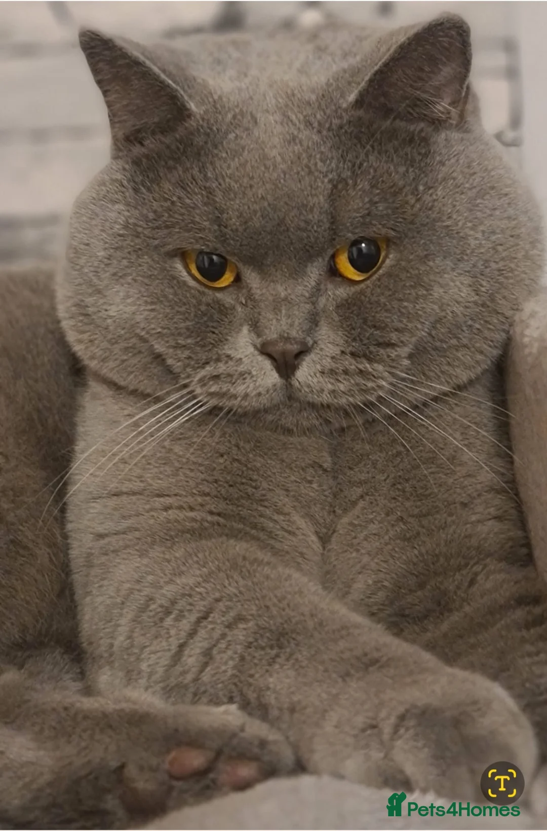 British Shorthair cats for stud: FOR MATING ONLY. Registered GCCF Quality Boy . in Mexborough - Advert 4
