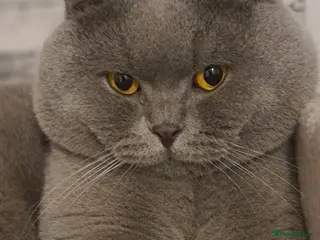 British Shorthair cats FOR MATING ONLY. Registered GCCF Quality Boy . - Advert 3