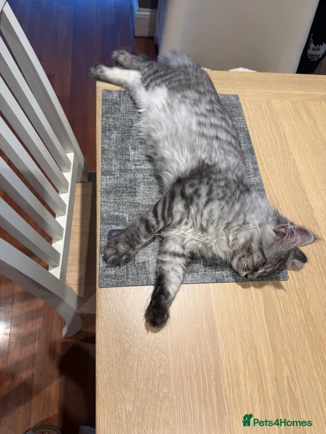 Maine Coon cats for stud: MAINE COON STUD BOY - Advert 14