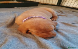 Labrador Retriever dogs for sale: **Only 2 Girls Left** Fox Red Labrador Puppies - Image 22