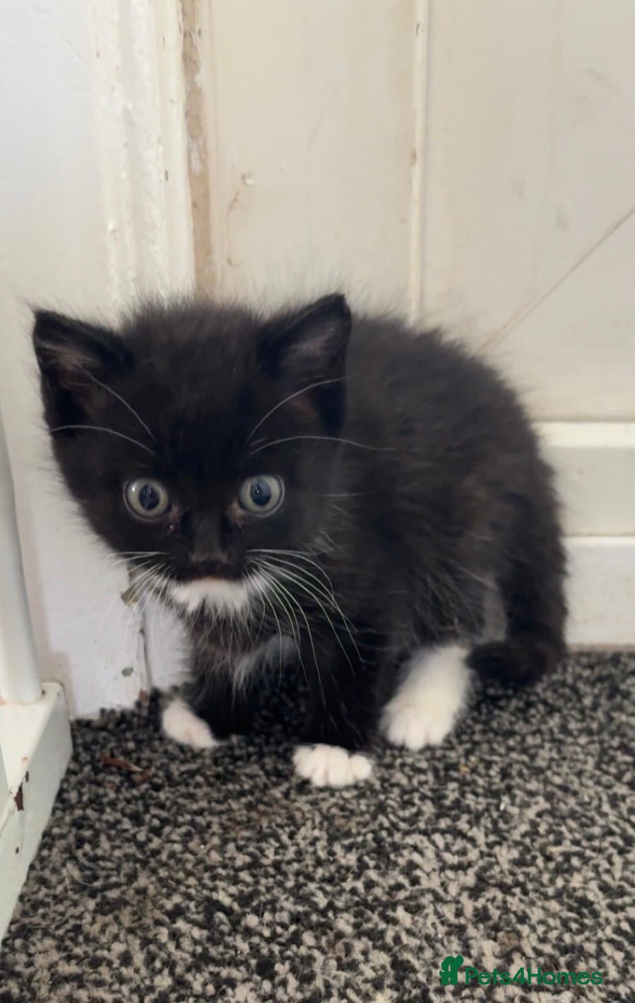 Mixed Breed cats Adorable kittens  - Advert 2