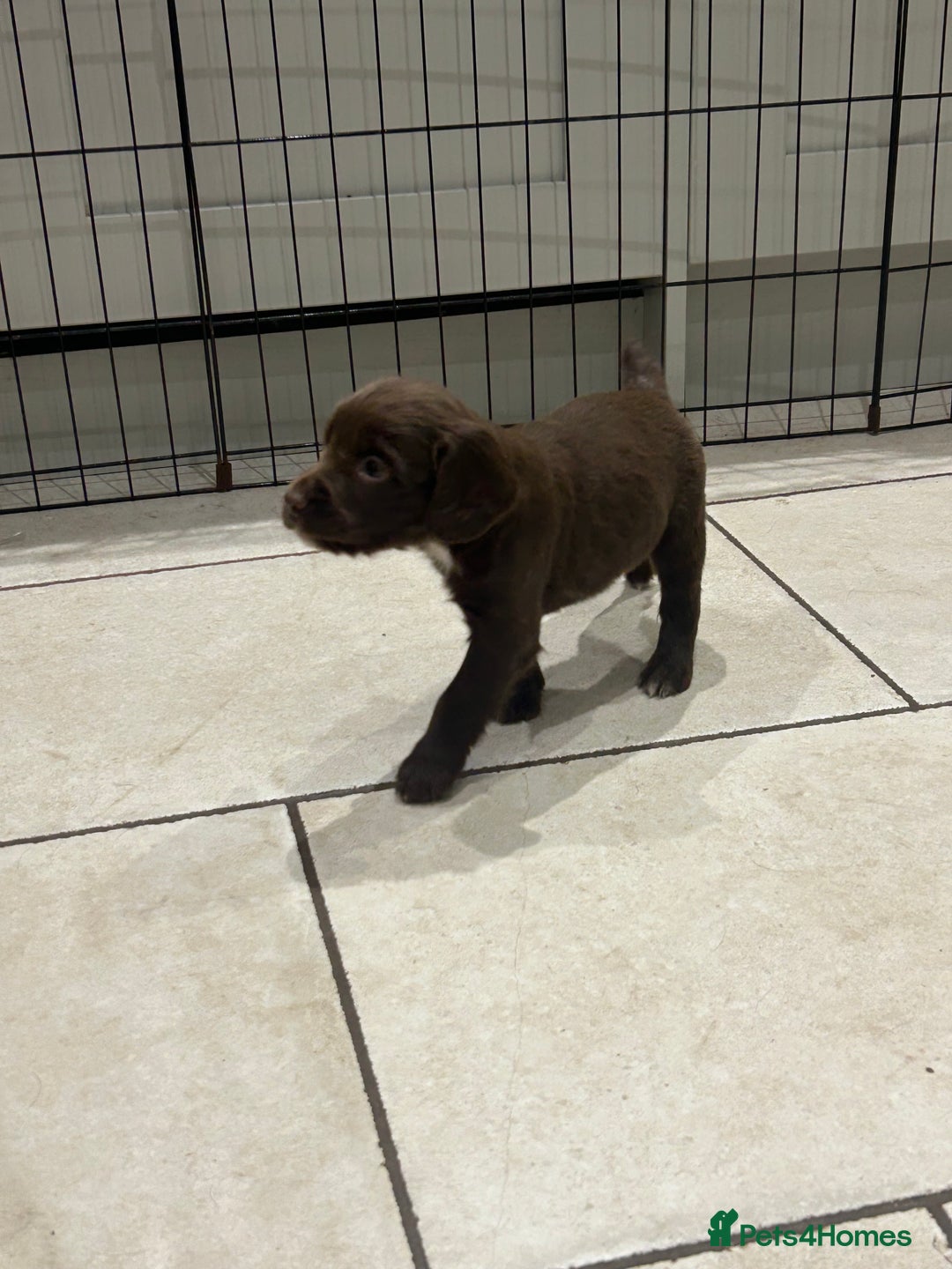 Sprocker dogs for sale: Working Sprocker Spaniels  - Advert 24