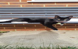 Mixed Breed cats for sale: Two Loving Cats Looking for a Forever Home  - Advert 1