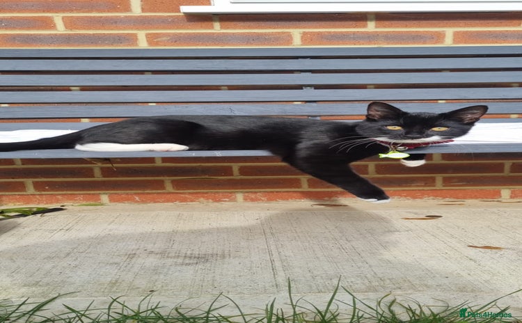 Mixed Breed cats Two Loving Cats Looking for a Forever Home  - Advert 1