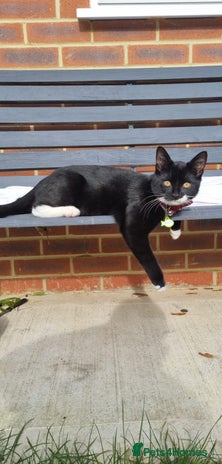 Mixed Breed cats Two Loving Cats Looking for a Forever Home - Advert 1