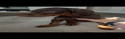 Dobermann dogs for sale: Kc registered Doberman pups top pedigrees  - Advert 3