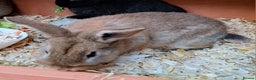 Mixed Breed rabbits for sale: Baby rabbits  - Advert 1