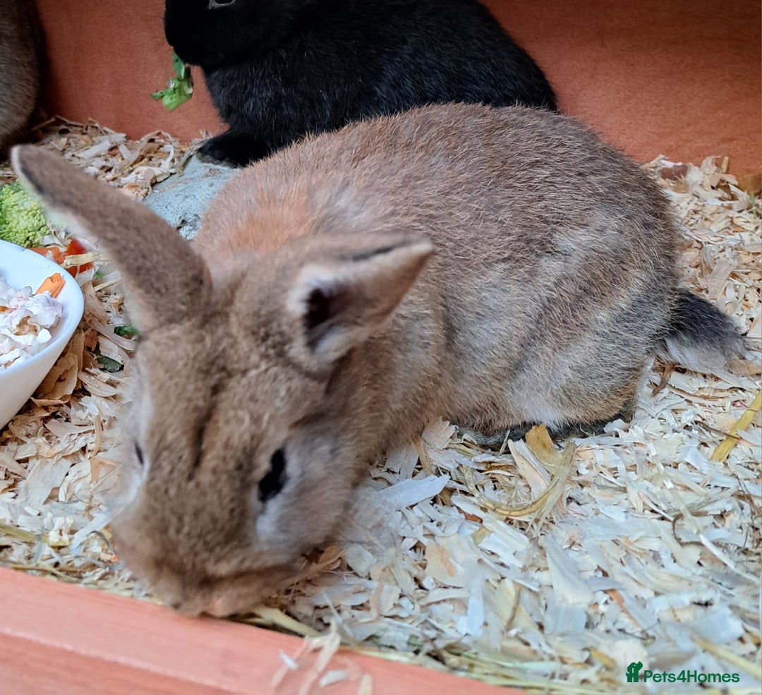 Mixed Breed rabbits for sale: Baby rabbits  - Advert 1