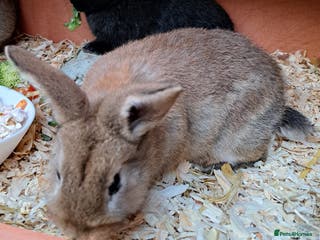 Mixed Breed rabbits Baby rabbits - Advert 2