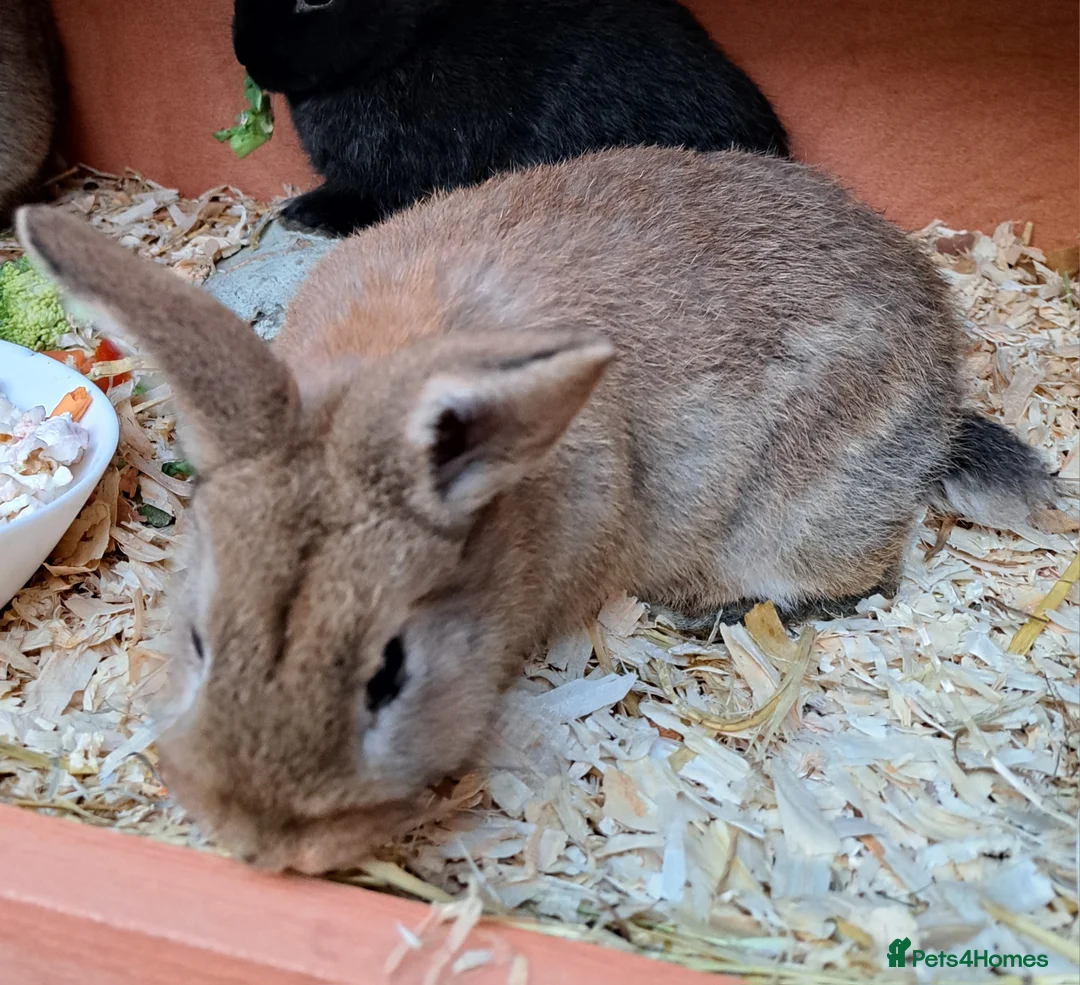 Mixed Breed rabbits for sale: Baby rabbits  - Advert 1