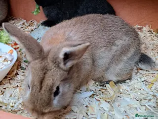 Mixed Breed rabbits Baby rabbits - Advert 19