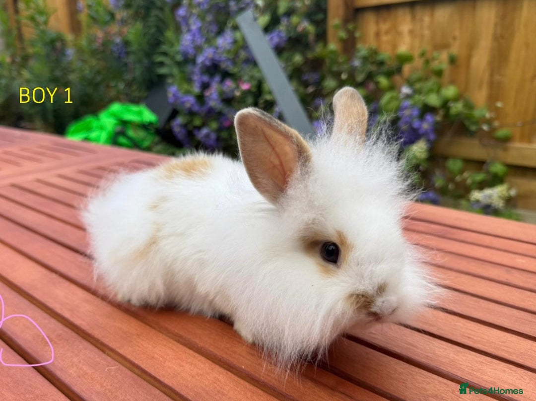 Mixed Breed rabbits for sale: Very pretty soft fluffy bunnies - Image 29