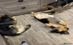 German Shepherd dogs for sale: REX - German Shepherd Boy - 15 months old  - Image 5