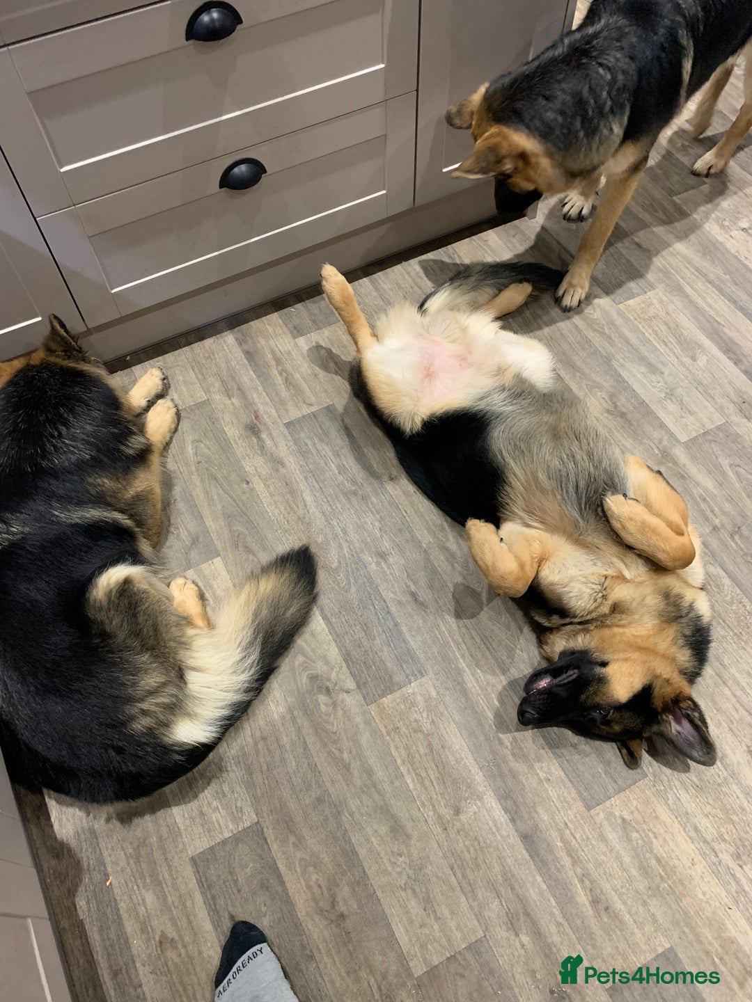 German Shepherd dogs for sale: REX - German Shepherd Boy - 15 months old  - Image 5