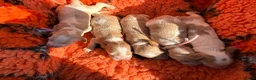 Cocker Spaniel dogs for sale: KC Reg, Show Cocker Spaniel pups, 100% clear - Advert 15