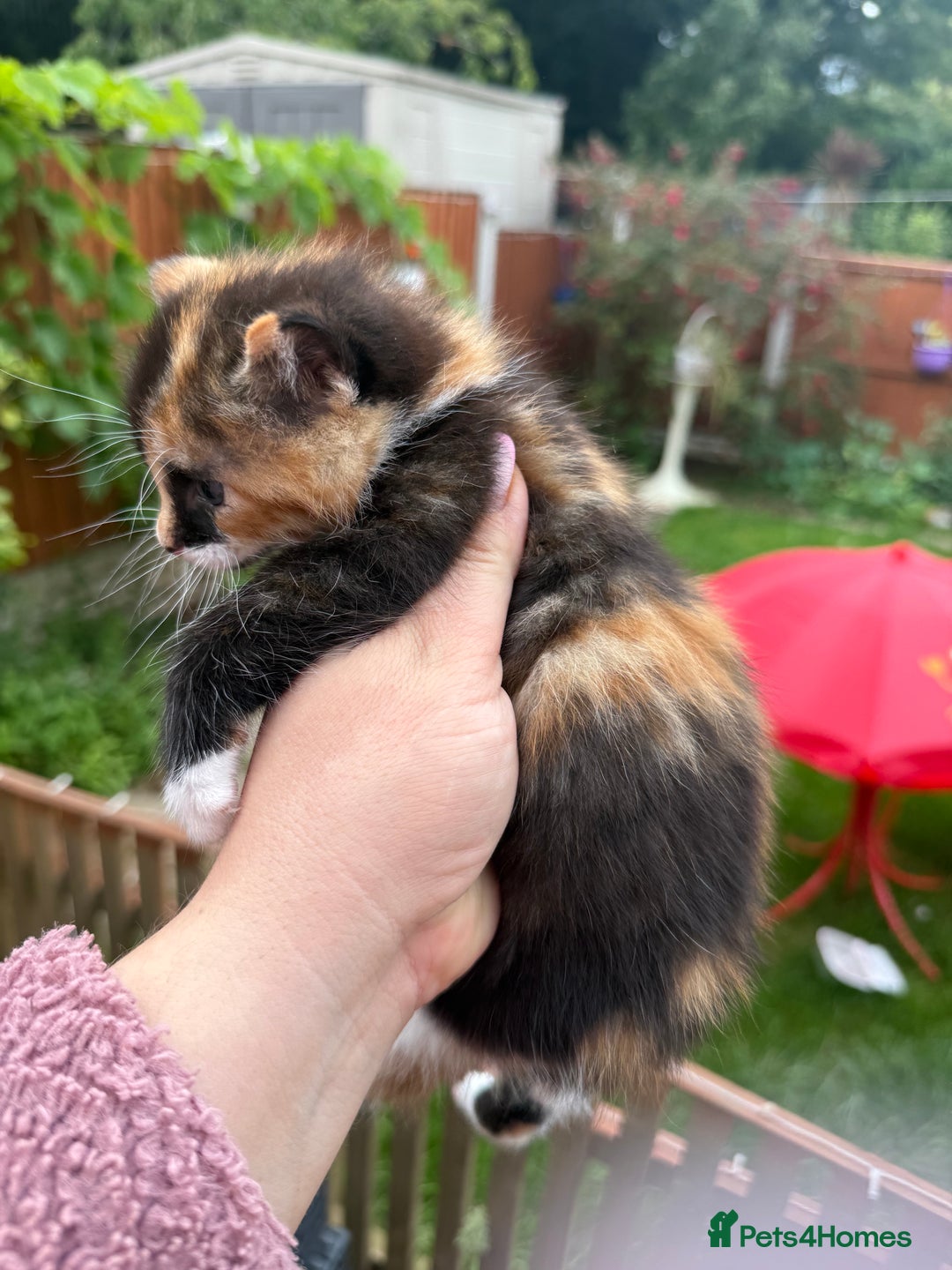 Mixed Breed cats for sale: 3 little kittens  - Image 10