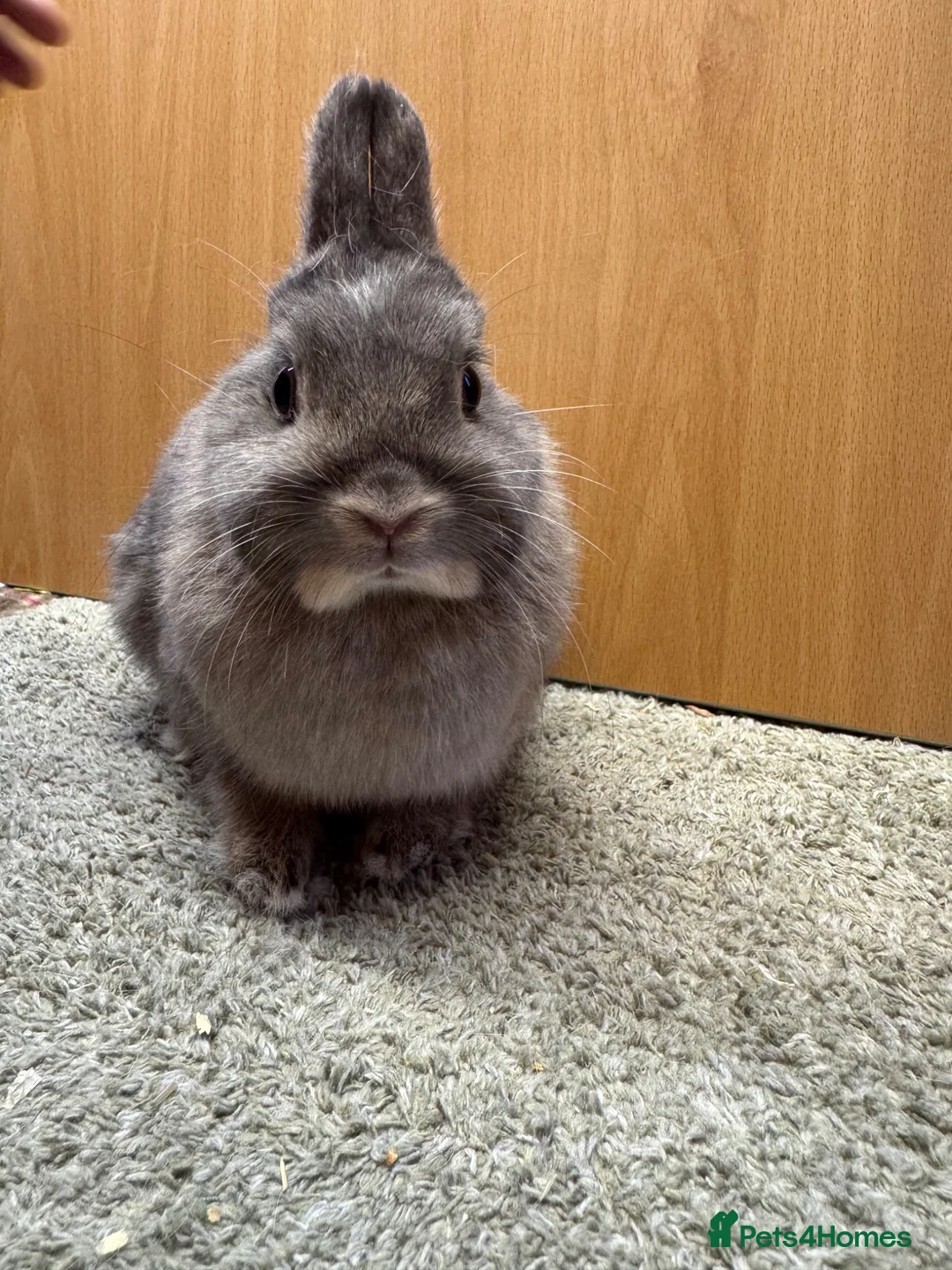Netherland Dwarf rabbits for sale: Netherland dwarf  - Advert 7