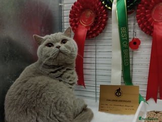 British Shorthair cats GCCF Studs Blue Lilac Blue Bi Cream Bi in Manchester - Advert 19